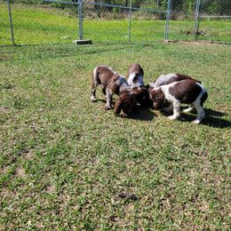 English Springer Spaniel Puppies from 31 Pines Springers & Retrievers