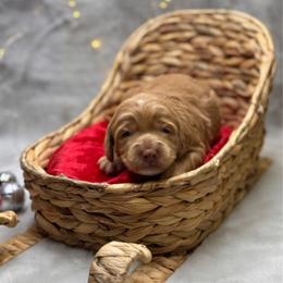 Macaroni - Apricot female Goldendoodle puppy in Williamson, New York from Lakeside Doodles