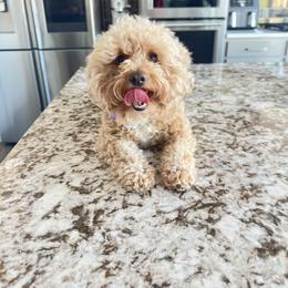 Chanel - Poodle