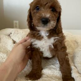 Scarlett - Red  female Goldendoodle puppy in Tarpon Springs, Florida from Macis Golden Doodles