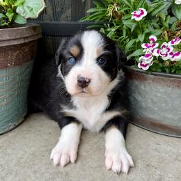 Breeze - Black tri-color female Australian Shepherd puppy in Blomkest, Minnesota from Meljestic Farms