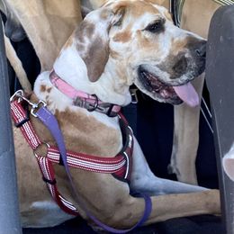 Bruna - Great Dane
