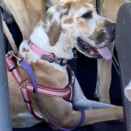 Bruna - Great Dane