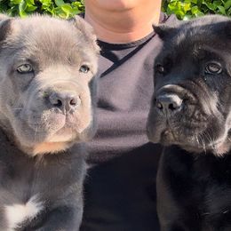 Cane Corso Puppies from Donato Kennels