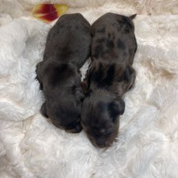 Girl 1 - Dapple Dachshund puppy in Graham, North Carolina from PriMar Miniature Longhaired Dachshunds