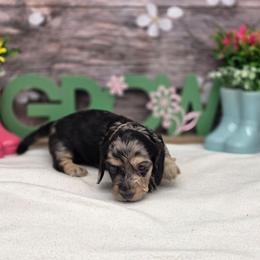 Stetson - Dapple male Dachshund puppy in Norwood, Missouri from Madra's Dashing Doxies