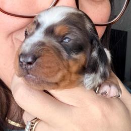 Lancelot (teal collar) - Dapple male Dachshund puppy in Loris, South Carolina from Dogwood Mountain Dachshunds