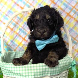 Nile - Phantom male Bernedoodle puppy in Yale, Michigan from Angie's Goldendoodles/Angies doodles LLC