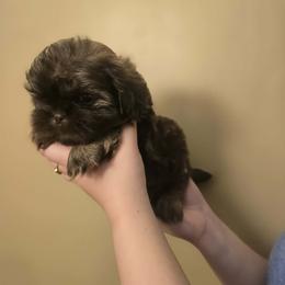 Boy 4 - Liver male Shih Tzu puppy in Norris City, Illinois from Dainty and Darling Shih Tzu