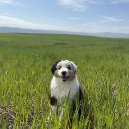 Australian Shepherd Puppies from DeVos Australian Shepherds