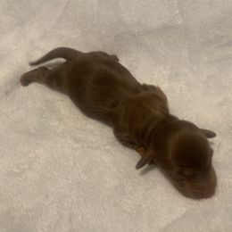 Dachshund Puppies from Dachsunds of Denver