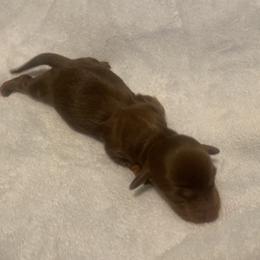 Dachshund Puppies from Dachsunds of Denver