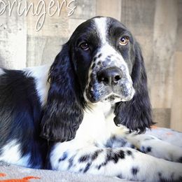 Male5 - Black and white male English Springer Spaniel puppy in Great Falls, Montana from Big Sky Springers