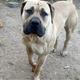 Barka