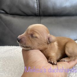 Gingerbread - Dachshund puppy in Orem, Utah from Miekca’s Dachshunds