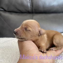 Gingerbread - Dachshund puppy in Orem, Utah from Miekca’s Dachshunds