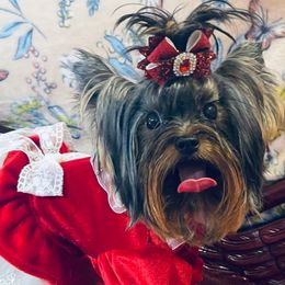 VELVET - Yorkshire Terrier