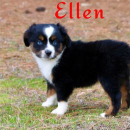 Ellen - Black tri Miniature Australian Shepherd puppy in Paris, Texas from Kuttin’ Up Mini Aussies