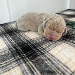 AKC dark green male - Blue tan and white male Beagle puppy in Shelley, Idaho from Idaho Beagles