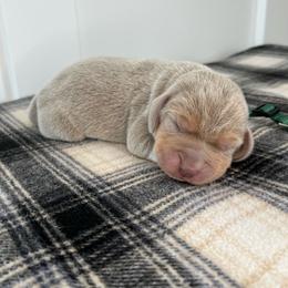 AKC dark green male - Blue tan and white male Beagle puppy in Shelley, Idaho from Idaho Beagles