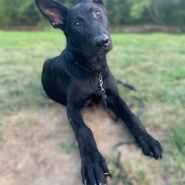 German Shepherd Puppies from North Mountain Kennels