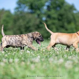 Great Dane Puppies from Ellenni Danes