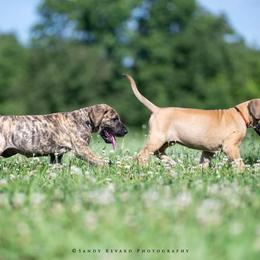 Great Dane Puppies from Ellenni Danes