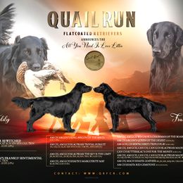 Flat-Coated Retriever puppies from Quail Run Flat-Coated Retrievers