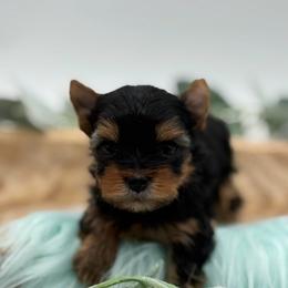 Meeko - Black and tan male Yorkshire Terrier puppy in Benton, Illinois from Furry Tailz Yorkies