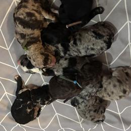 Bernedoodle, Goldendoodle, and Poodle Puppies from Poodle and Doodle Haven