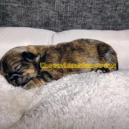 Brindle pup - Brindle female Shih Tzu puppy in Memphis, Tennessee from Thorntons Fur Crew