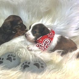 Dachshund Puppies from The Gentle Kennels