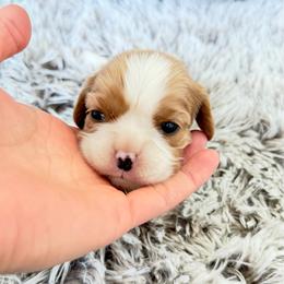 Nora - Blenheim female Cavalier King Charles Spaniel puppy in Bandera County, Texas from Hill Country Cavaliers