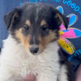 Boy 2  Allen - Black white and tan male Collie puppy in Newcastle, Wyoming from Wykota 7K Scottish Collies