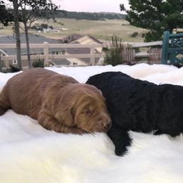 Goldendoodle and Labradoodle Puppies from West Valley Doodles