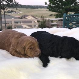 Goldendoodle and Labradoodle Puppies from West Valley Doodles