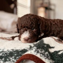 Mustang, Boy - Brown and white male Bernedoodle puppy in Maricopa, Arizona from Desert Ridge Doodles