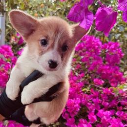 Girl 5 - female Pembroke Welsh Corgi puppy in Huntington Beach, California from Gingerbread