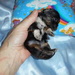 Shih Tzu Puppies from Meadowlyn's Dream Shih Tzu