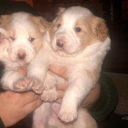 Border Collie Puppies from Cahill’s Canines
