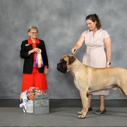 Mastiff All Grown Up from Trindade Mastiffs