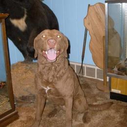 Chesapeake Bay Retriever All Grown Up from Rennocks Top Of The Marsh Chesapeake Bay Retrievers