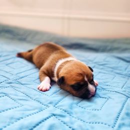 American Staffordshire Terrier Puppies from MDYC Amstaffs