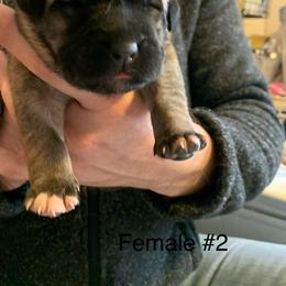 Female 2 - Fawn female Anatolian Shepherd Dog puppy in Daggett, Michigan from T&S Anatolians