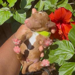Beaux - Red  male Poodle puppy in Corona, California from Garden Of Poodles