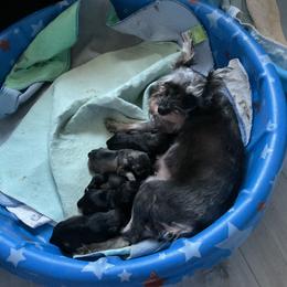 Miniature Schnauzer Puppies from Kathy's Mini Schnazuers