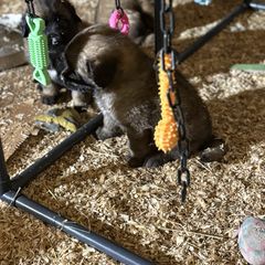 Kaiser - Reddish brown male Leonberger puppy in Brandywine, Maryland from QVR Labradors, Leonbergers and Frenchies