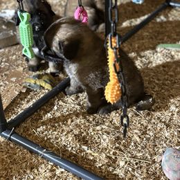 Kaiser - Reddish brown male Leonberger puppy in Brandywine, Maryland from QVR Labradors, Leonbergers and Frenchies