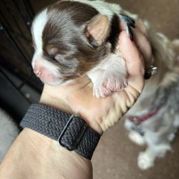 Girl 2 - Parti female Yorkshire Terrier puppy in Cocoa, Florida from SummerTime AKC Yorkies