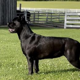 Lizzo - Cane Corso